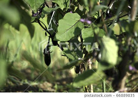 茄子 茄子 66889835