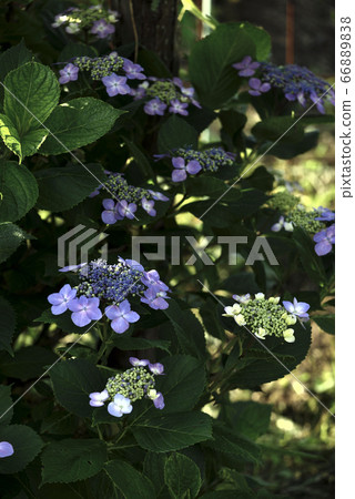 繡球 66889838