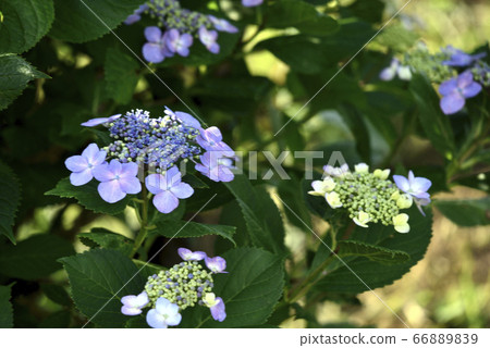 繡球 66889839