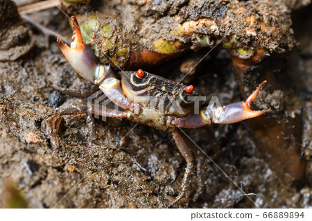 Kumadrio蟹,Yakjama蟹,Yakjamagani,kumadori扇形蟹 Kumadrio蟹,Yakjama蟹,Yakjamagani,kumadori扇形蟹 66889894