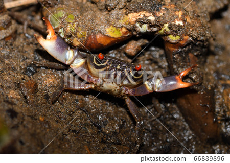 Kumadrio蟹,Yakjama蟹,Yakjamagani,kumadori扇形蟹 Kumadrio蟹,Yakjama蟹,Yakjamagani,kumadori扇形蟹 66889896