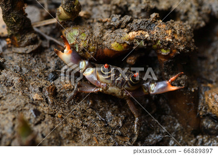 Kumadrio crab crab, yakjama crab, yakjamagani, kumadori fan crab 66889897