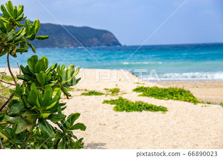 白色的沙灘和蒙帕樹 白色的沙灘和蒙帕樹 66890023