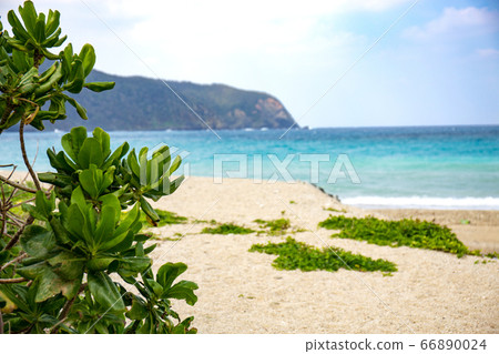 鈷藍色的大海和蒙帕樹 66890024