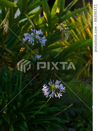 Agapanthus, lily-of-the-nile, nose 66890371