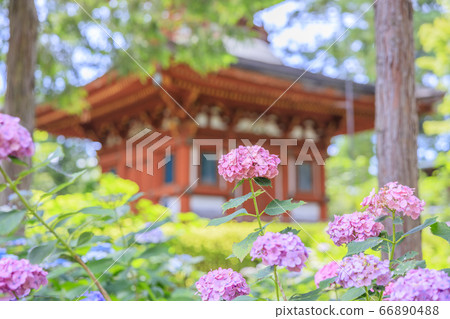 久米寺的新鮮綠色植物和盛開的繡球花園 66890488