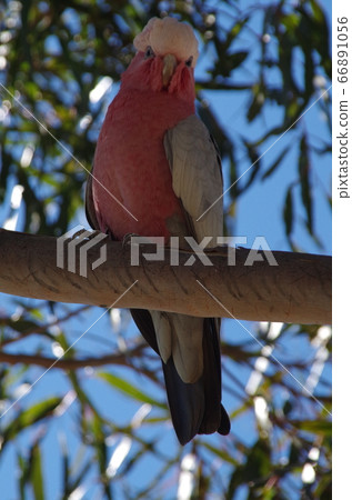 Birds at a zoo near Perth Australia 66891056