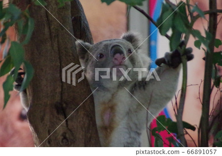 Koala meal Australia Perth 66891057