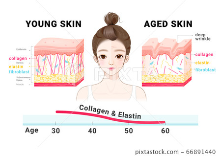Young age old skin. Collagen of young and old skin - Stock Illustration ...