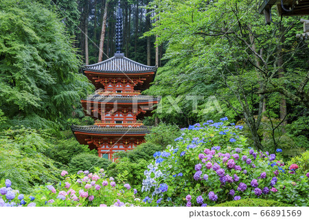 Fresh greenery and full bloom hydrangea of Iwafuneji Temple 66891569