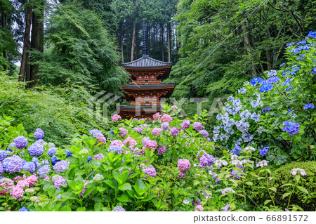 Fresh greenery and full bloom hydrangea of Iwafuneji Temple 66891572