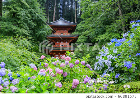 Fresh greenery and full bloom hydrangea of Iwafuneji Temple 66891573