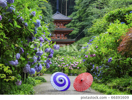 岩船寺的新鮮綠色植物和盛開的繡球花 66891609