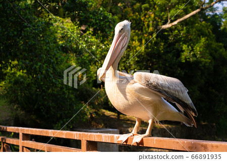 The white pelican that lives in the bird park sits 66891935