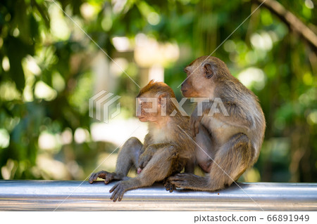 Two little monkeys hug while sitting on a fence 66891949