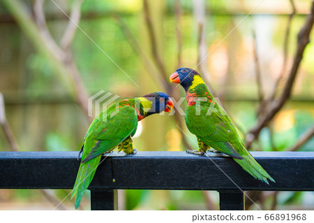 Rainbow Lorikeet parrots in a green park. Bird Rainbow Lorikeet parrots in a green park. Bird 66891968
