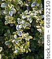 euonymus shrub 66892250