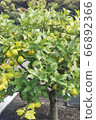 Lemon tree 66892366