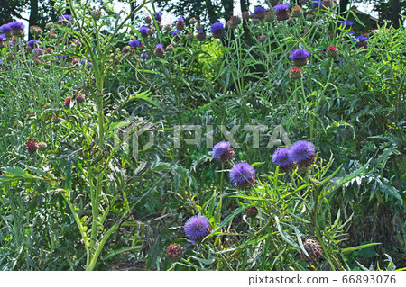 Artichoke fruits and flowers in the vegetable garden Artichoke fruits and flowers in the vegetable garden 66893076