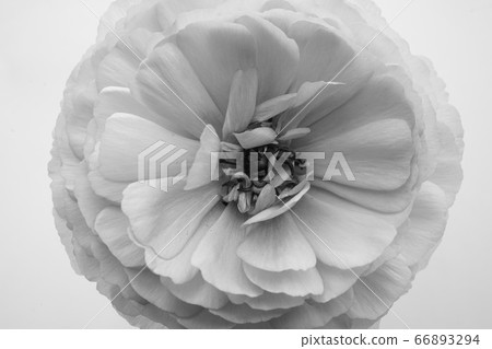 牡丹牡丹花粉紅色特寫一輪白回白色背景黑色和白色單色 66893294