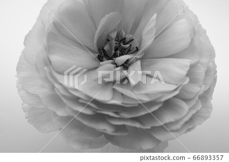 Peony peony flower pink close-up one wheel white back white background black and white monochrome Peony peony flower pink close-up one wheel white back white background black and white monochrome 66893357