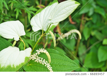 Hange show flower Hange show flower 66893457