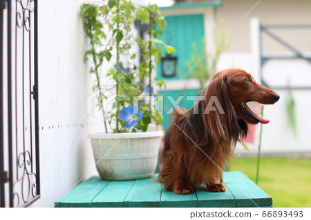 Garden and dachshund 66893493