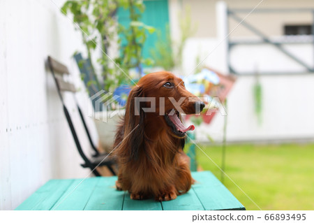 Garden and dachshund 66893495