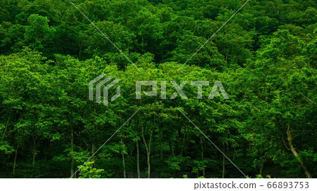 Nature of Shiretoko Peninsula 66893753