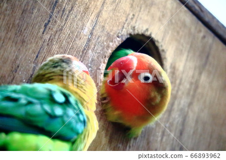 Kozakrainko Angry Birds Kozakrainko Angry Birds 66893962