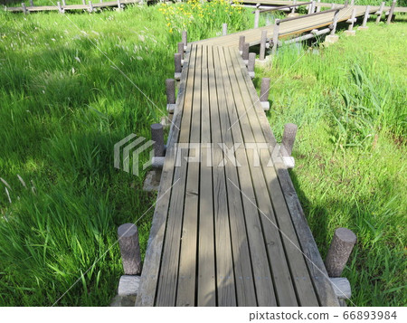 Tree sidewalk 66893984