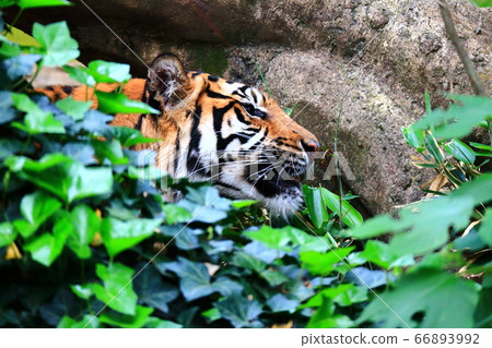 一隻老虎 66893992