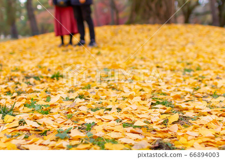 Couple with fallen ginkgo leaves 66894003