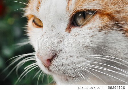 portrait of a red and white cat portrait of a red and white cat 66894128