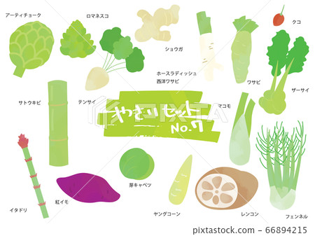 Vegetable illustration set 7 66894215