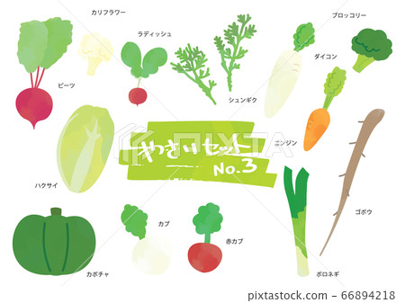 蔬菜插圖集3 66894218