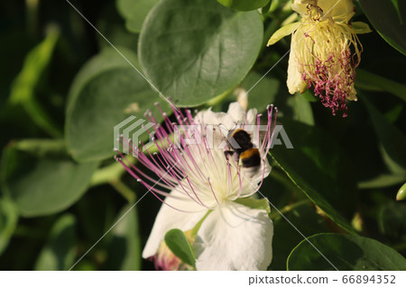 blossoming flower nature of caper with insect 66894352