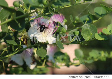 blossoming flower nature of caper with insect 66894362