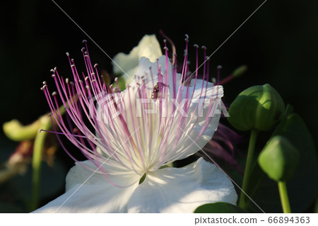 blossoming flower nature of caper with insect blossoming flower nature of caper with insect 66894363