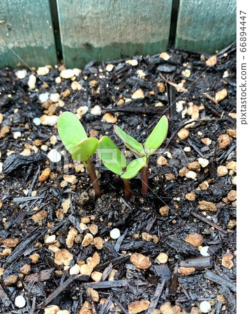 Sunflower sprout Sunflower sprout 66894447