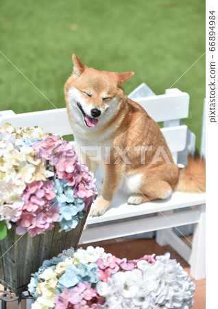 柴犬和繡球的推薦姿勢 66894984