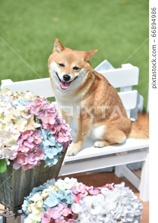 柴犬和繡球的推薦姿勢 66894986