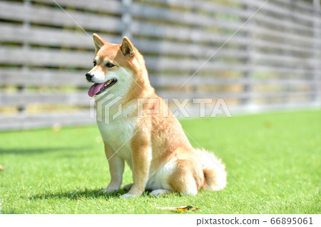 Shiba Inu in Sumo Pose Shiba Inu in Sumo Pose 66895061