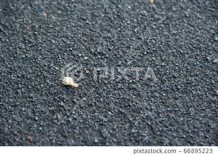 雨後的路上的一隻小蝸牛 66895223
