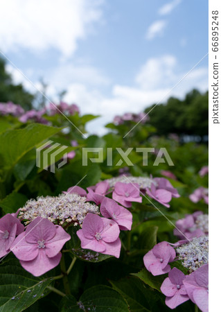 Hydrangea flowers and blue sky copy space during sunny rainy season 66895248