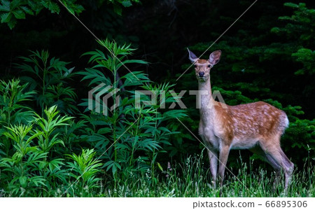 Ezo deer from the Shiretoko Peninsula Ezo deer from the Shiretoko Peninsula 66895306