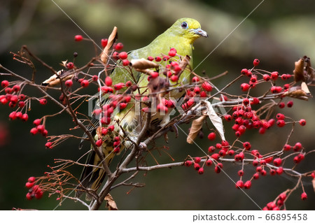 藍鴿野鳥 66895458