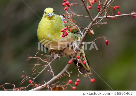 藍鴿野鳥 66895462