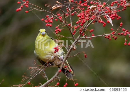 藍鴿野鳥 66895463