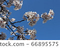 Cherry blossoms in full bloom 66895575